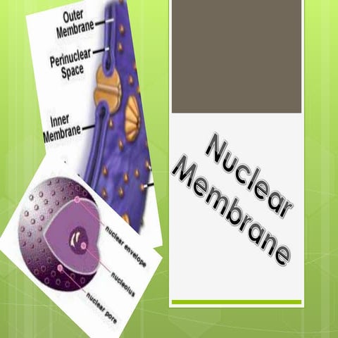 The nuclear membrane
