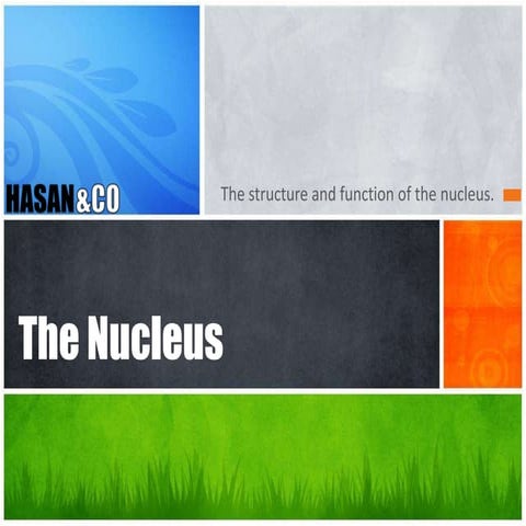 The structure of nucleus hasanatestemur