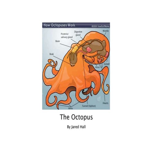 The Octopus By Noah | PDF