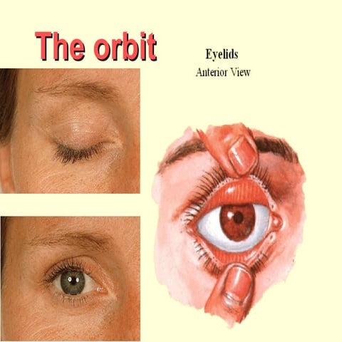 anatomy of  The orbit (2)
