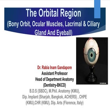 The Orbit & its contents by Dr. Rabia I. Gandapore.pptx