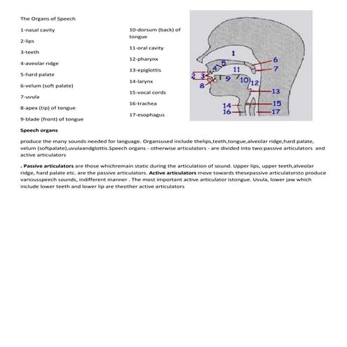 The organs of speech