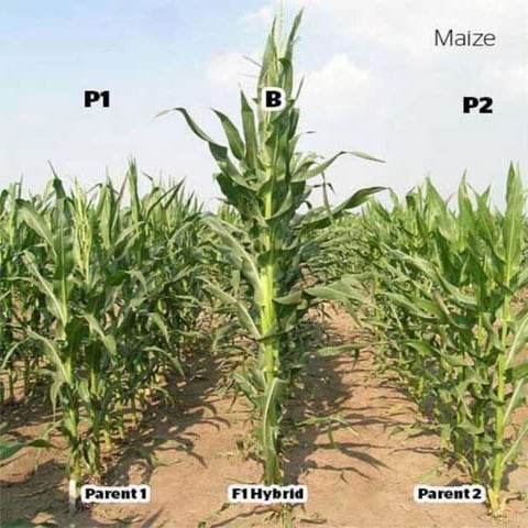 Theories on heterosis