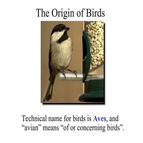 The Origin of Birds. Origin, classification and anatomy | PPT