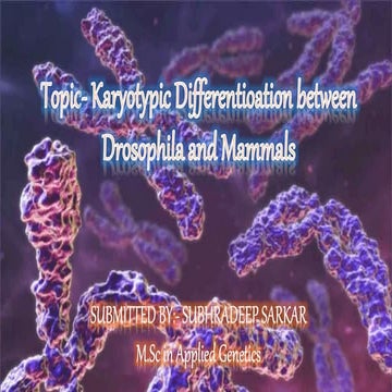 Karyotypic Differentioation between Drosophila and Mammals