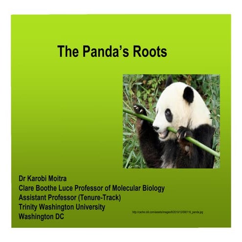 The panda's roots 