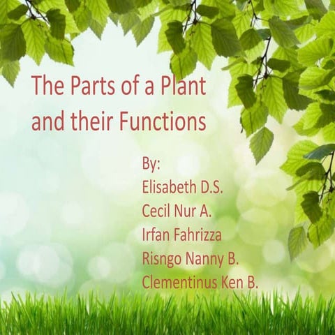 The parts of a plant and their functions