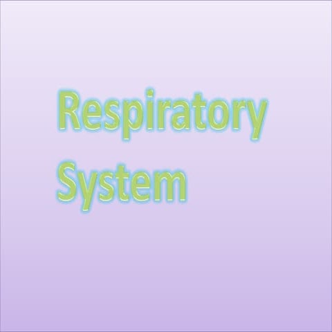 The path of oxygen through heart respitory system pp
