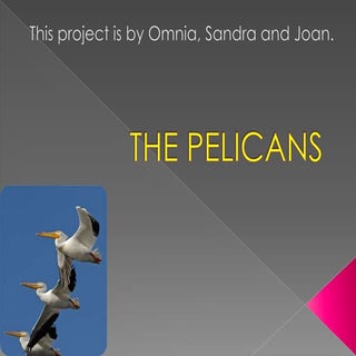 The pelicans  ESL primary school pr...