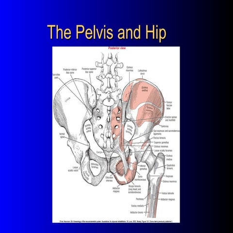 The pelvis and hip