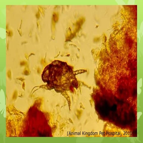 Common Dog & Cat Diseases & How to Protect Your Pet | PDF