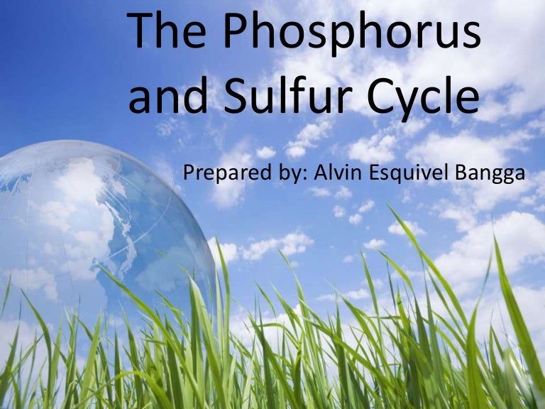 The phosphorus and sulfur cycle