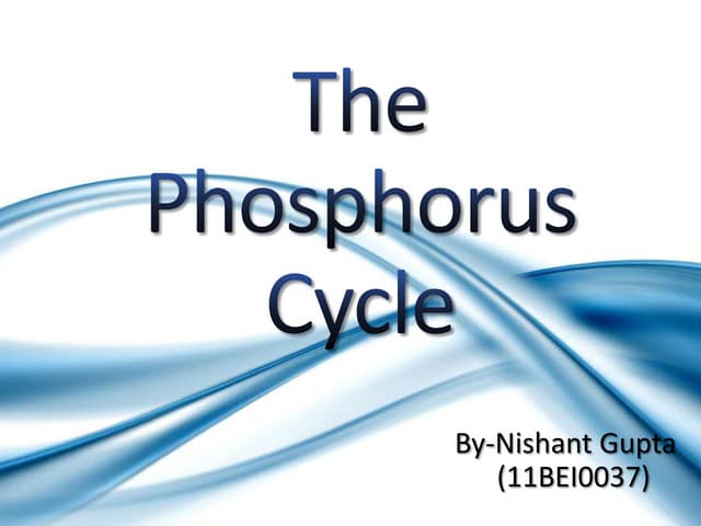 The phosphorus cycle