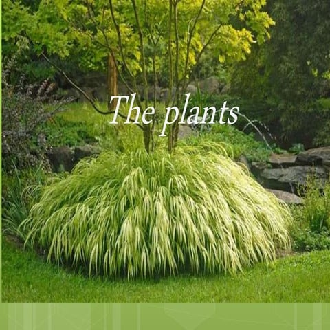 The Plants | PPTX
