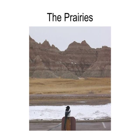 The prairies
