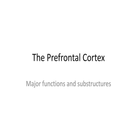 The prefrontal cortex