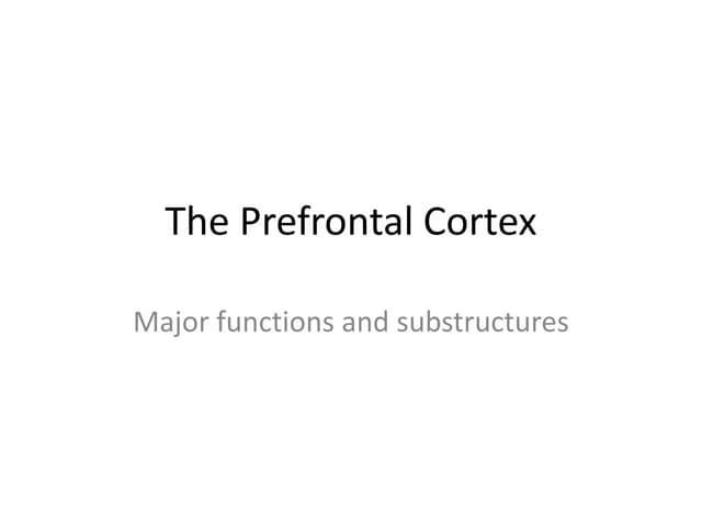 The prefrontal cortex