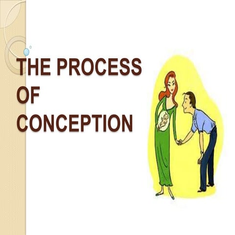 Theprocessofconception 100822024105-phpapp01