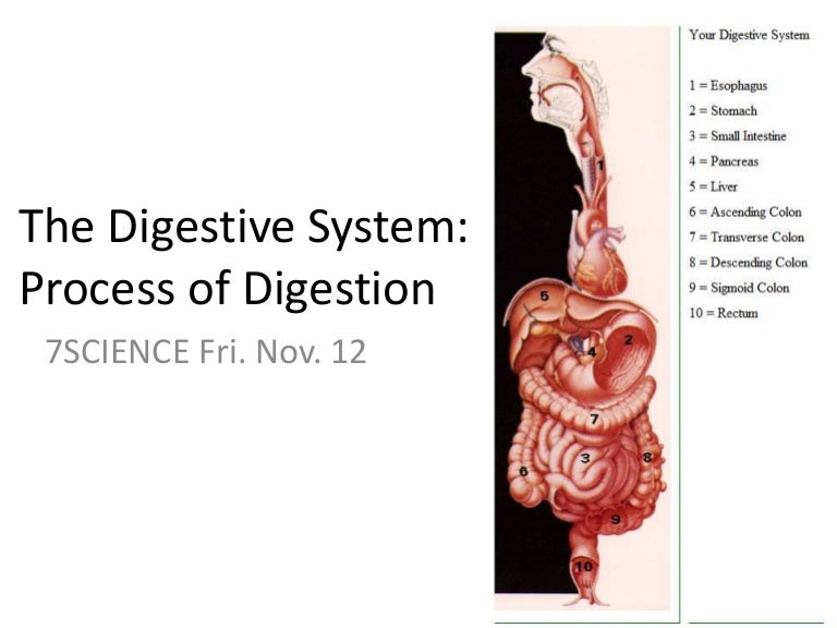 The process of digestion