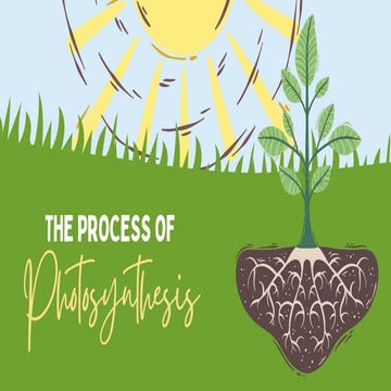 The Process of Photosynthesis Education Presentation in Green Style (1).pdf