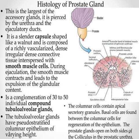 The Prostate Gland.pptx