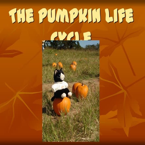 The pumpkin life cycle
