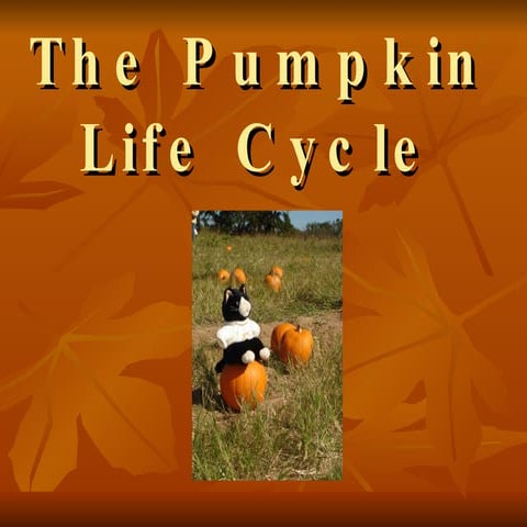The Pumpkin Life Cycle