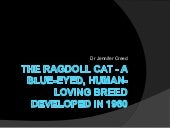 The Ragdoll Cat - A Blue-Eyed, Huma...