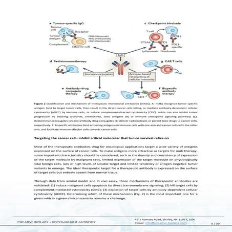 Therapeutic Monoclonal Antibodies Against Cancer_ Present and Future.pdf