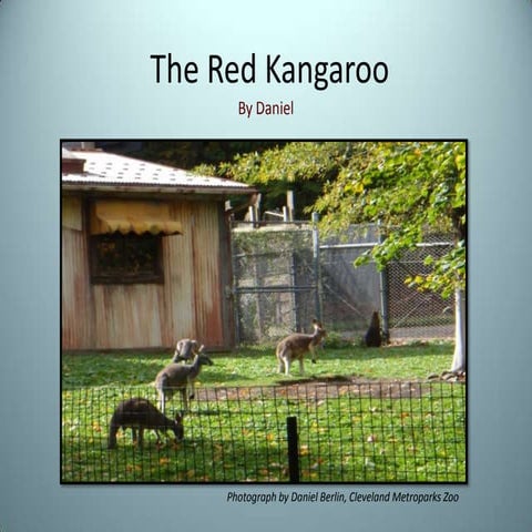 The red kangaroo[1]