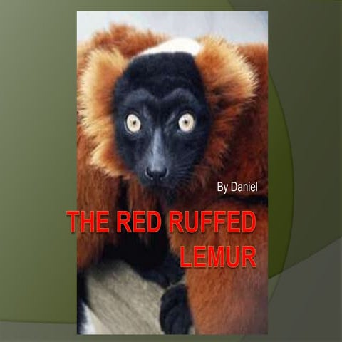 The red ruffed lemur[1]