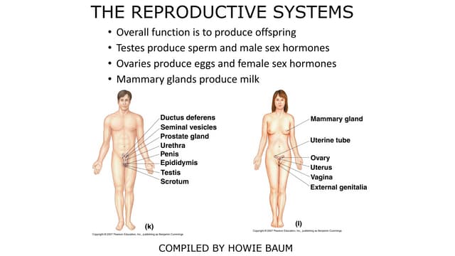 HUMAN REPRODUCTION .pptx class XII Biology | PPTX | Infertility ...