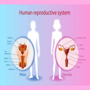 The Human Reproductive System Male ang Female.pptx