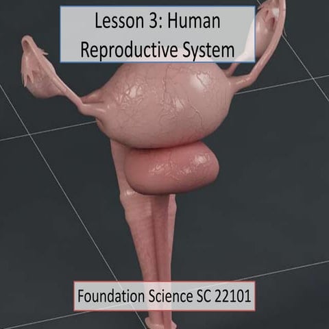 The Reproductive System | PPTX