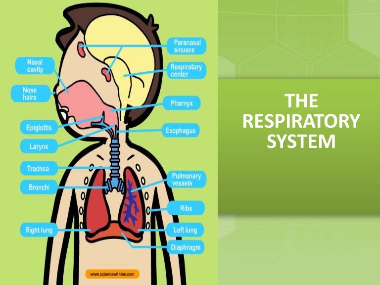 The respiratory system