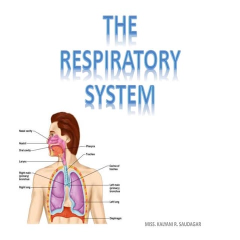 The respiratory system