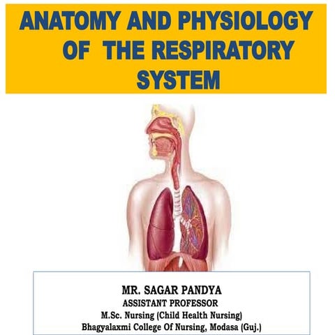 RESPIRATORY SYSTEM ANATOMY AND FUNCTIONS visual data 5