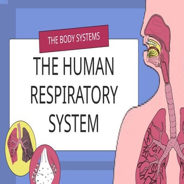 The Respiratory System Educational Presentation in Blue, Yellow, and Pink Lin...