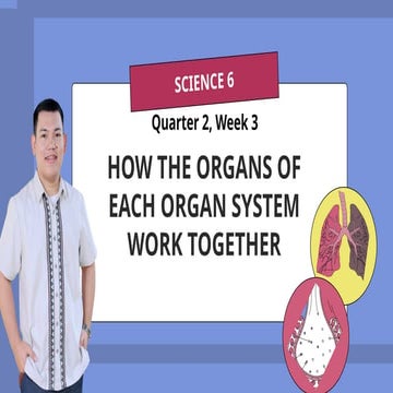The Respiratory System Educational Presentation in Blue, Yellow, and Pink Lin...