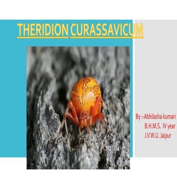 Theridion Curssavicum.pdf