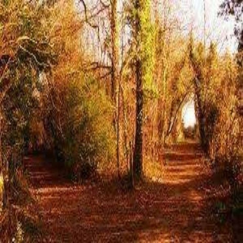 The road not taken | PPT