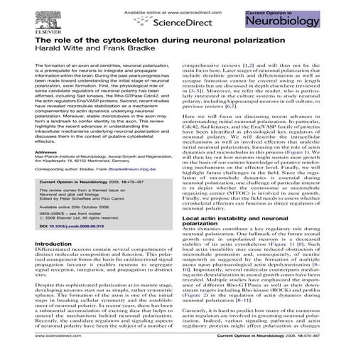 The Role Of The Cytoskeleton During Neuronal Polarization