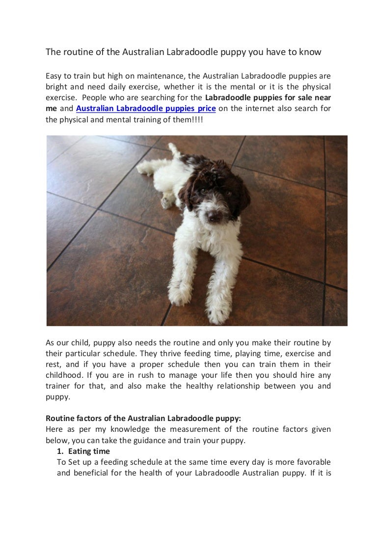 labradoodle for sale near me