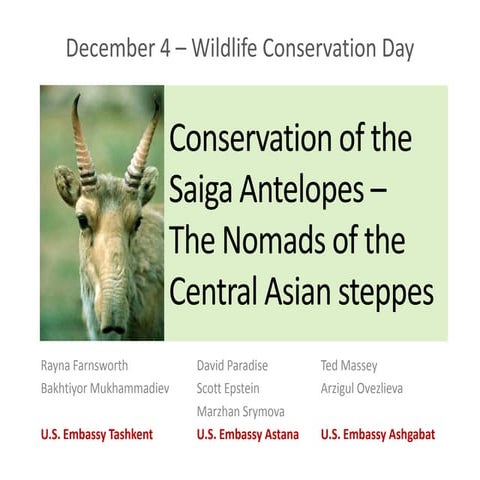 The Saiga Antelopes The Nomads of Central Asian Steppes | PPTX