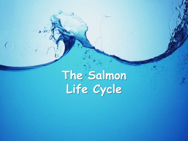 The salmon powerpoint