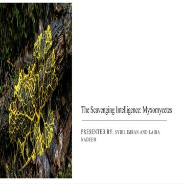 The Scavenging Intelligence of Myxomycetes: Brainless Problem Solvers ...