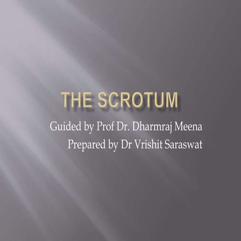 The scrotum