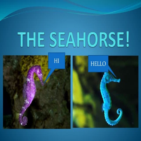 The seahorse!