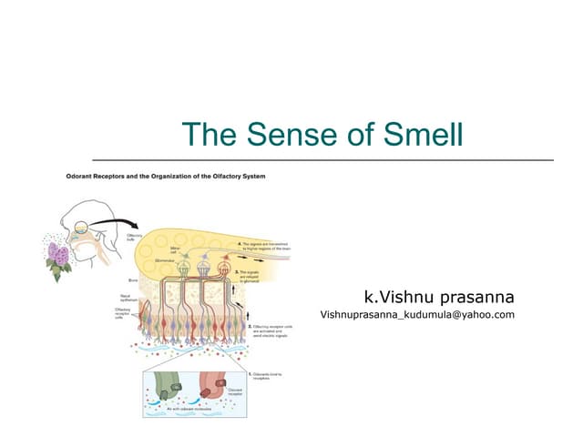 The sense of smell