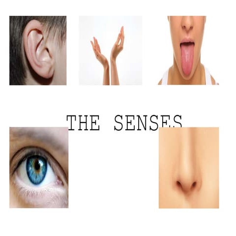The senses Science Lesson 1